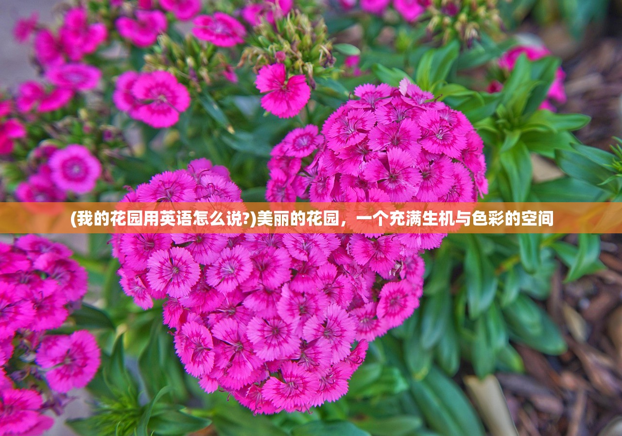 (我的花园用英语怎么说?)美丽的花园，一个充满生机与色彩的空间