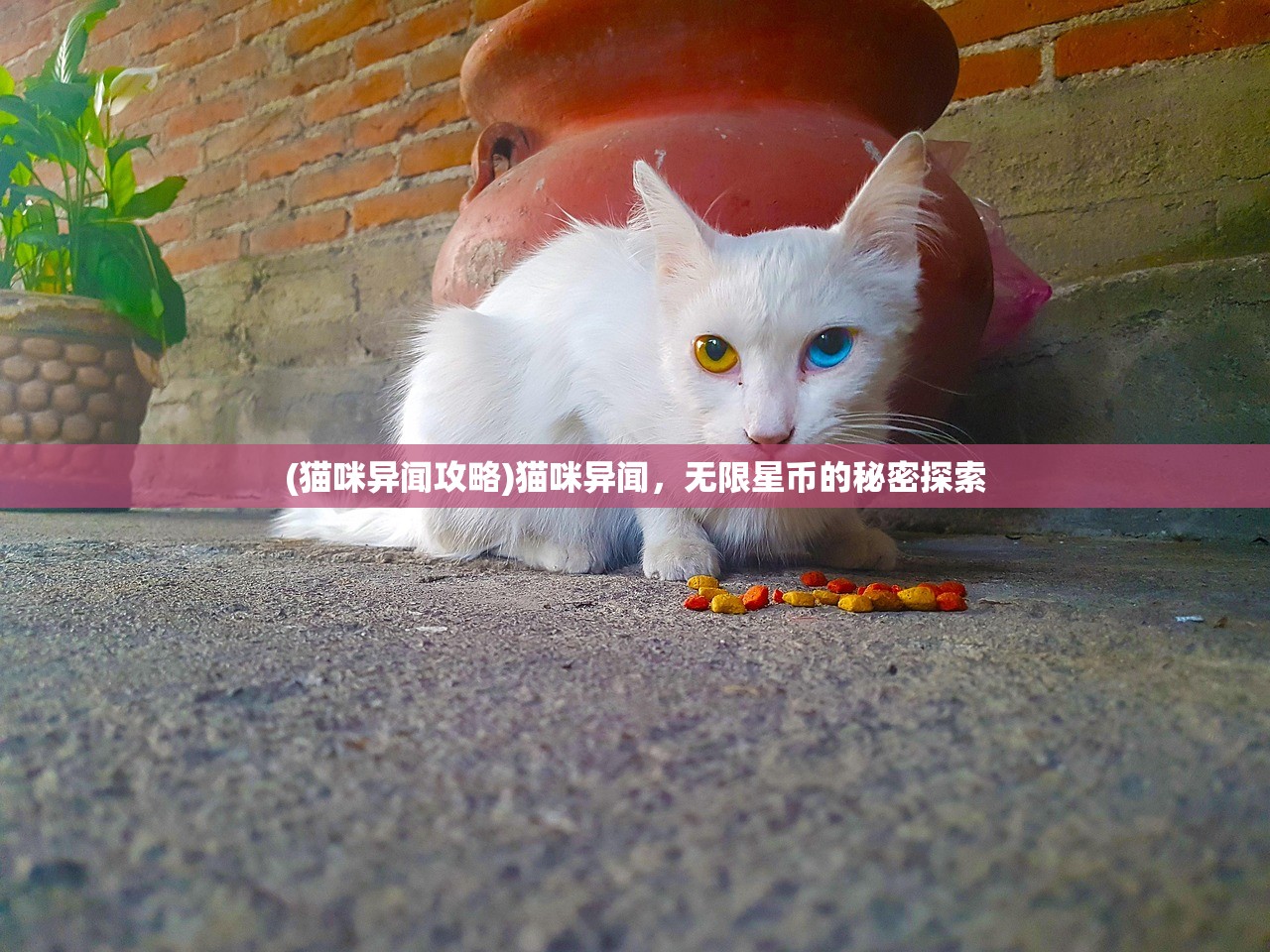 (猫咪异闻攻略)猫咪异闻，无限星币的秘密探索